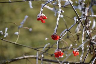 浆果，成熟，冬季，水果，食品，健康饮食，食品和饮料，浆果