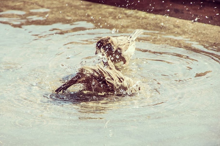 希腊，科斯，鸟，麻雀，淋浴，动物，夏天，洗澡