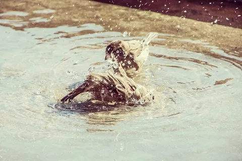 希腊，科斯，鸟，麻雀，淋浴，动物，夏天，洗澡