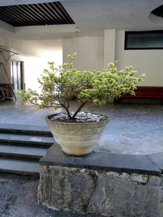 黄杨木，加格拉，阿布哈兹，建筑，植物，建筑结构，盆栽，自然