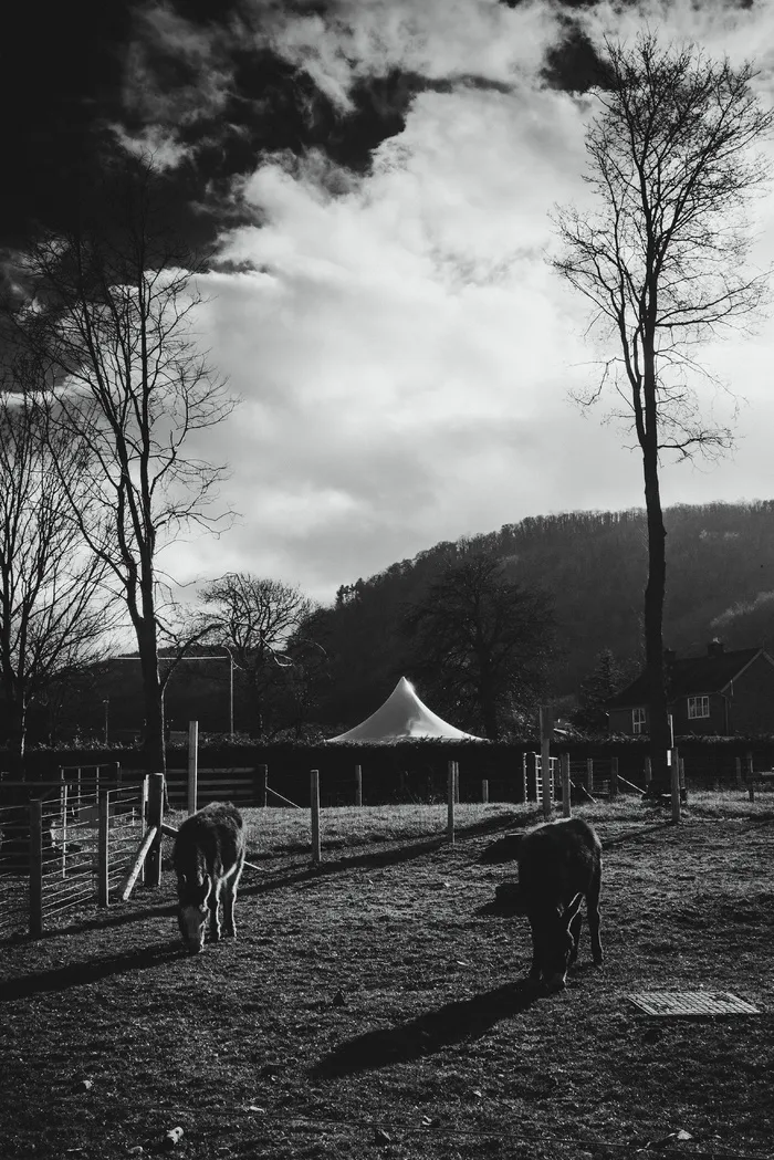 光秃秃的树旁田野上的牛的灰度照片