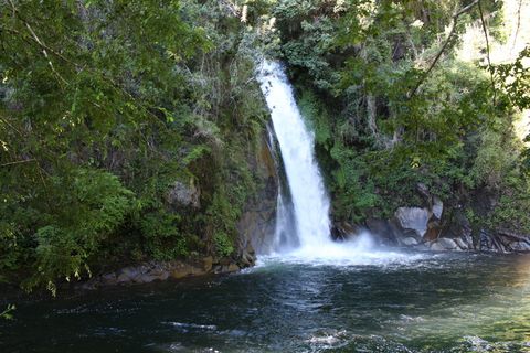 智利，卡布尔瓜湖，湖，树，瀑布，南方，水，植物