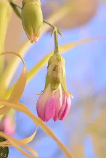 花, 芽, 植物, 紫罗兰色, 春天, 复活节, 花, 粉色 花, 芽, 植物, 紫罗兰色, 春天, 复活节, 花, 粉色