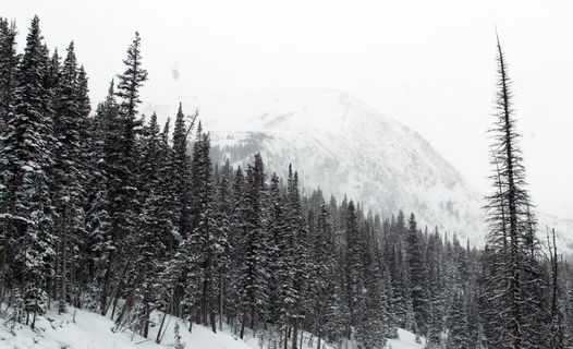 松树地块，照片，树木，冬季，季节，森林，森林，自然