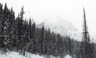 松树地块，照片，树木，冬季，季节，森林，森林，自然