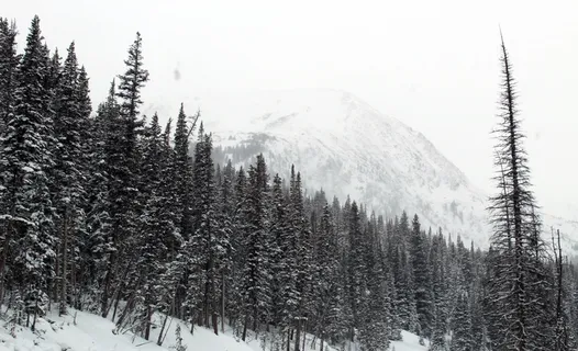 松树地块,照片,树木,冬季,季节,森林,森林,自然 松树地块,照片,树木,冬季,季节,森林,森林,自然