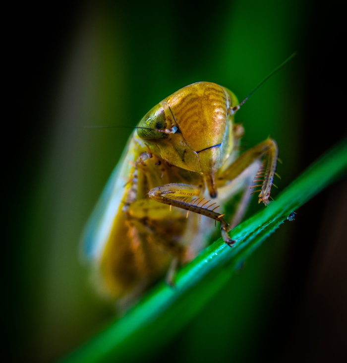 macro、昆虫、bespozvonochnoe、普通高腐叶蝉、无脊椎动物、动物主题、动物野生动物、动物