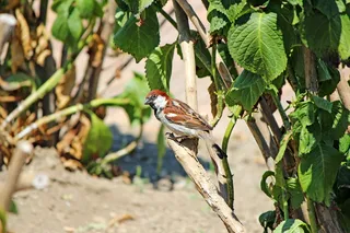 斯珀林，鸟，坐，野生动物，野生动物，动物，动物主题，脊椎动物