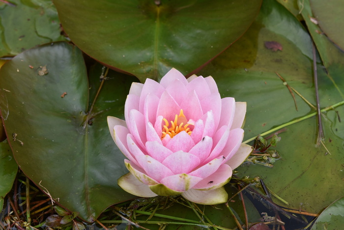 睡莲，花，花园，开花植物，粉红色，叶子，新鲜度，植物