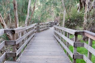 路径，树木，木板路，沼泽，树木，木材-材料，方向，前进的道路