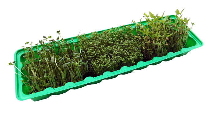 幼苗，根，水芹，生长，发芽，生物，盒子，分离