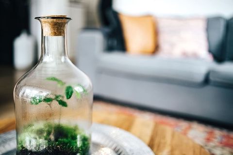 罐子里的小树林