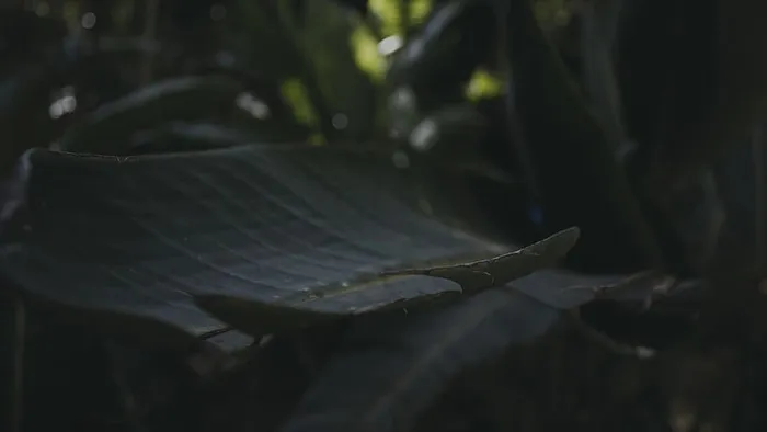 叶，植物，花，花，实验，树木，自然，艺术和文化