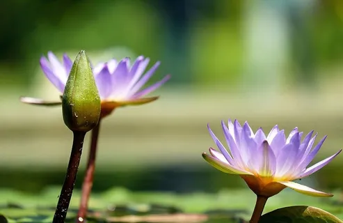 白色,紫色,荷花,睡莲,花蕾,绿色,池塘,水 白色,紫色,荷花,睡莲,花蕾,绿色,池塘,水