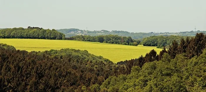 景观，森林，草地，自然，树木，景观森林，绿色，风景