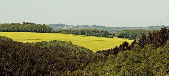 景观，森林，草地，自然，树木，景观森林，绿色，风景