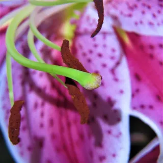 宏,紫色和粉色礼来,自然,开花,特写,无人,动物主题,一只动物 宏,紫色和粉色礼来,自然,开花,特写,无人,动物主题,一只动物
