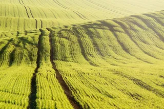 青草覆盖着小山、田野、谷物、波浪、低日照、低光、农业、小麦