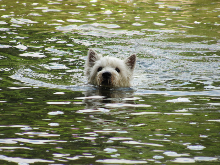 法国，伊斯帕格纳克，湖泊，狗，韦斯蒂，绿色，白色，游泳