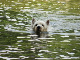 法国，伊斯帕格纳克，湖泊，狗，韦斯蒂，绿色，白色，游泳