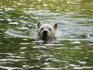 法国，伊斯帕格纳克，湖泊，狗，韦斯蒂，绿色，白色，游泳