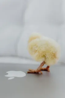 新生小鸡和笔记本电脑