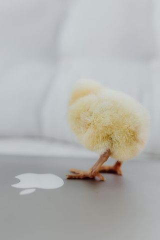 新生小鸡和笔记本电脑