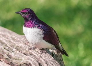 鸟, 虹彩, 羽毛, 动物, 动物主题, 一种动物, 脊椎动物