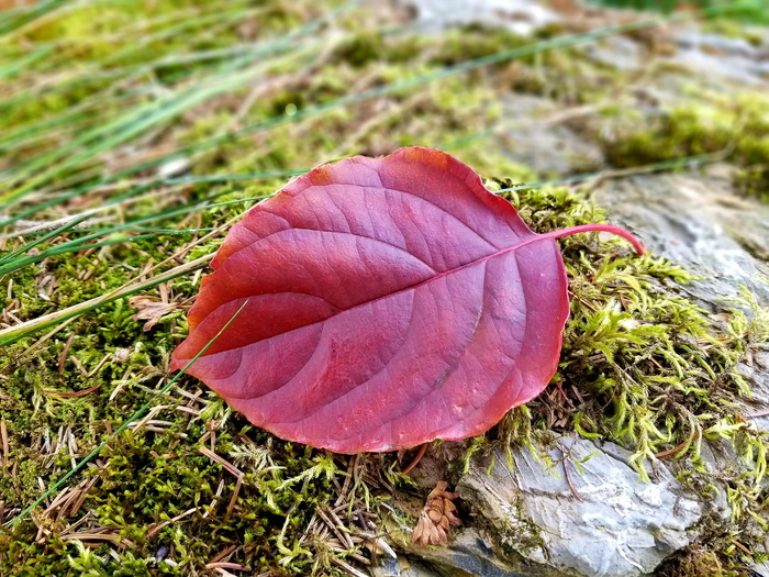 树叶，红色，秋天，秋天，地面，苔藓，绿色，特写