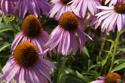 紫锥菊，花朵，太阳帽，植物，粉色，植物，紫锥菊，紫色