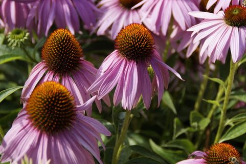 紫锥菊,花朵,太阳帽,植物,粉色,植物,紫锥菊,紫色 紫锥菊,花朵,太阳帽,植物,粉色,植物,紫锥菊,紫色