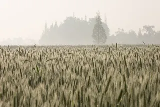 农田，稻田，水稻，收获，收获，种植，田地，生长
