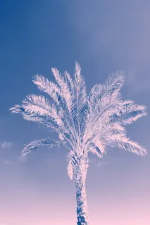 椰子树低角度照片 椰子树低角度照片
