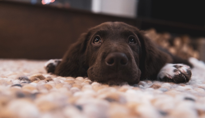 地板上的巧克力拉布拉多猎犬