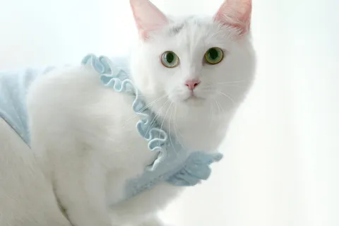 Cat、Ho、Fe、大韩民国、伊尔桑、En、Ho Fe、土耳其-安哥拉 Cat、Ho、Fe、大韩民国、伊尔桑、En、Ho Fe、土耳其-安哥拉