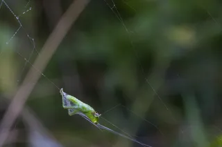 蚱蜢，在网络中，捕捉，蛛网，猎物，蜘蛛网，脆弱性，动物主题
