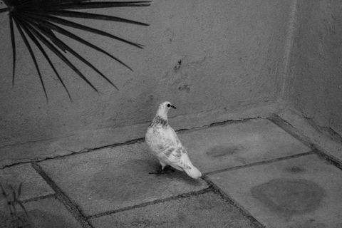 马耳他、mdina、棕榈、白鸟、黑白、瓷砖、鸽子、动物主题