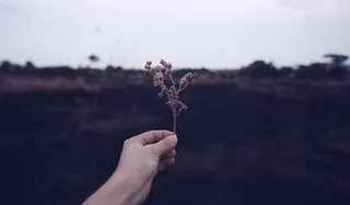 手, 保持, 宏, 生活, Dhyamis Kleber, 枝条, 人的手, 菜鸟图库