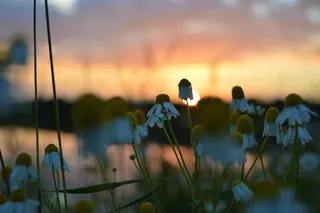 荷兰，艾伯根，日落，空气，玛格丽特，马德利夫，玛格丽特，太阳