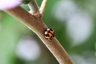 澳大利亚, ​​纽卡斯尔, 自然, 树, 瓢虫, 宏观, 瓢虫, 森林