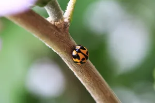 澳大利亚, ​​纽卡斯尔, 自然, 树, 瓢虫, 宏观, 瓢虫, 森林