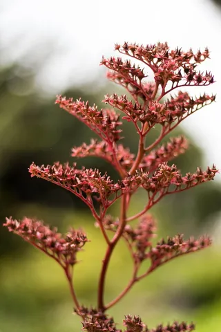 花，自然，春天，花，夏天，植物，自然，花园