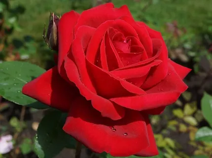 花，红玫瑰，玫瑰园，玫瑰，自然，红色，植物，花园