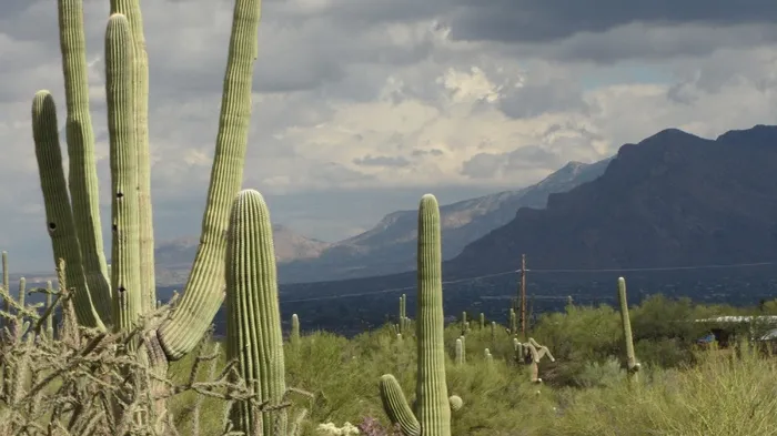 saguaro，亚利桑那州，景观，仙人掌，天空，暴雨，云，自然