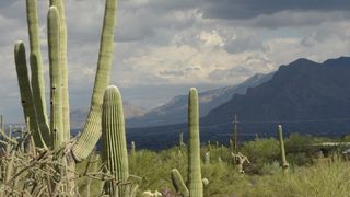 saguaro，亚利桑那州，景观，仙人掌，天空，暴雨，云，自然