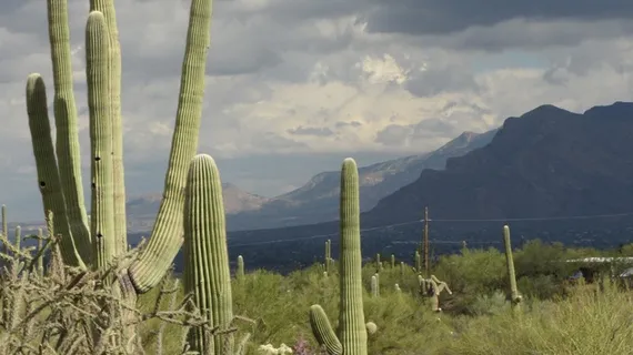 saguaro,亚利桑那州,景观,仙人掌,天空,暴雨,云,自然 saguaro,亚利桑那州,景观,仙人掌,天空,暴雨,云,自然