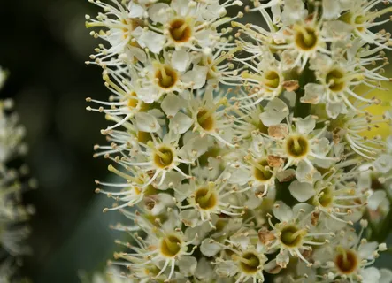 法国，自然，白色，花，花，植物，开花植物，生长