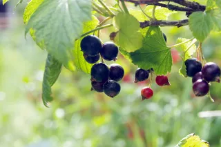 黑醋栗，醋栗，天然，健康，食物，花园，悲伤，果酱