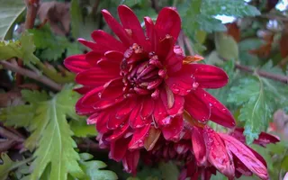 植物群、动物群、宏、博克、自然、生长、开花植物、植物