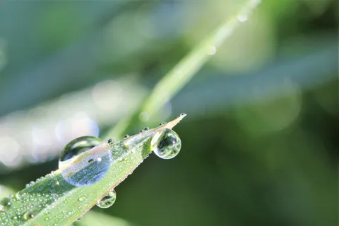 露珠,草地,宏观,自然,水滴,绿色,特写,一只动物 露珠,草地,宏观,自然,水滴,绿色,特写,一只动物